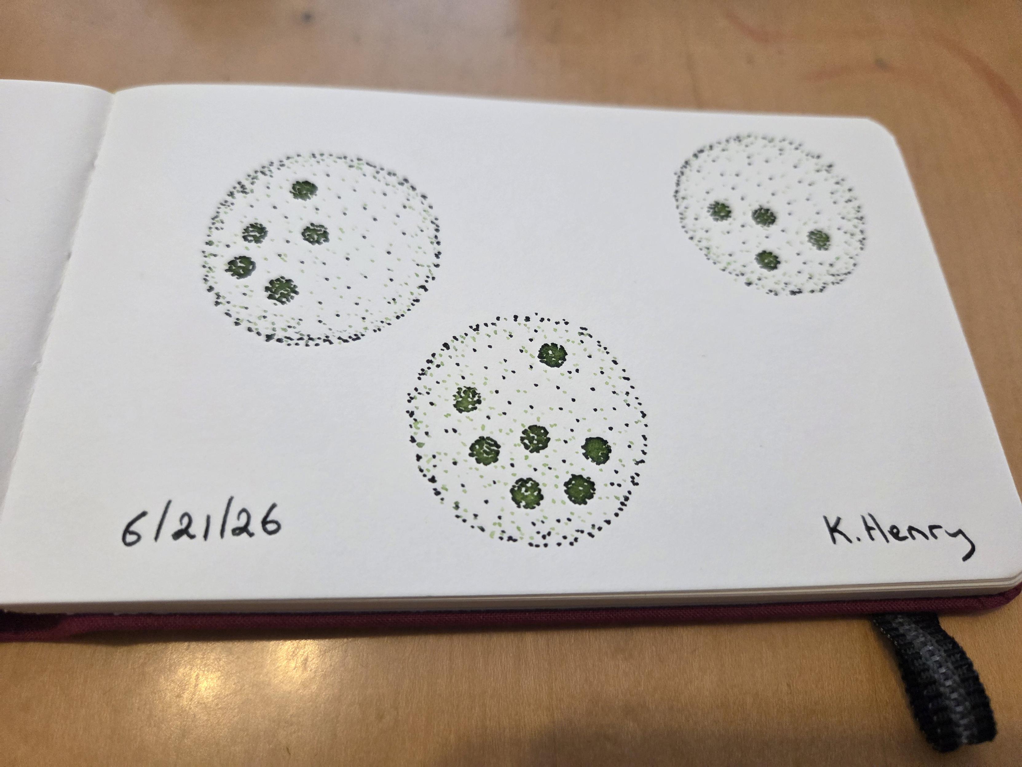 Hand drawn generative/procedural art in ink on an open page of my sketchbook.  The abstract pattern looks like spherical algae.