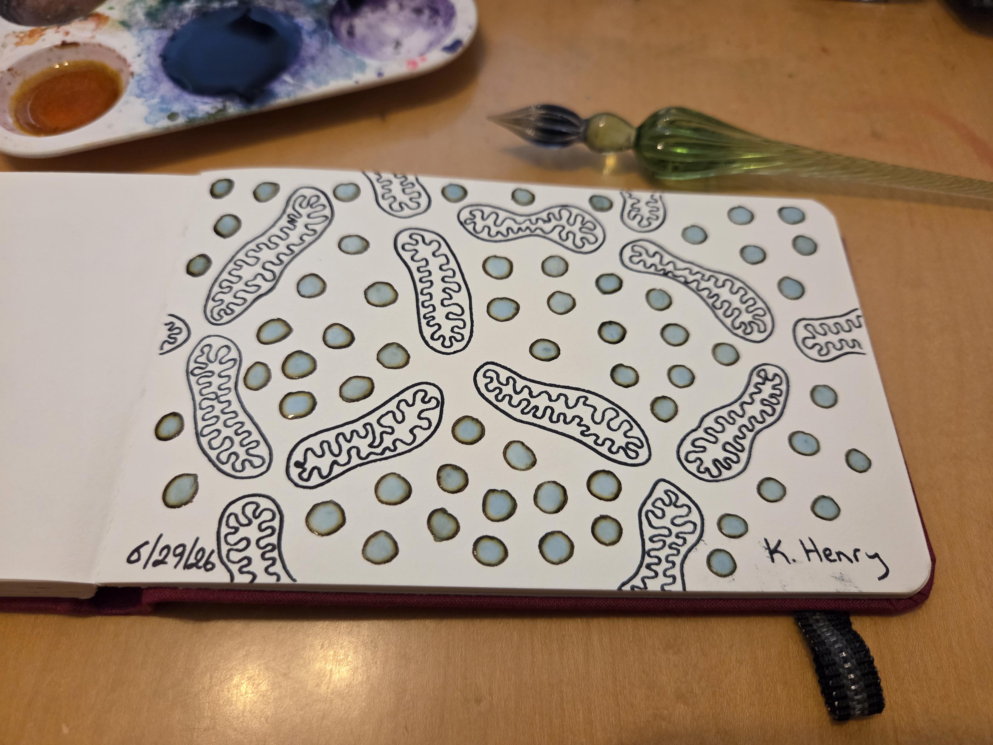 Hand drawn generative/procedural art in ink on an open page of my sketchbook. The abstract pattern has a roughly network diagram pattern, but with mitochodria  shapes instead of lines between the nodes. My glass dipping pen is next to my sketchbook.