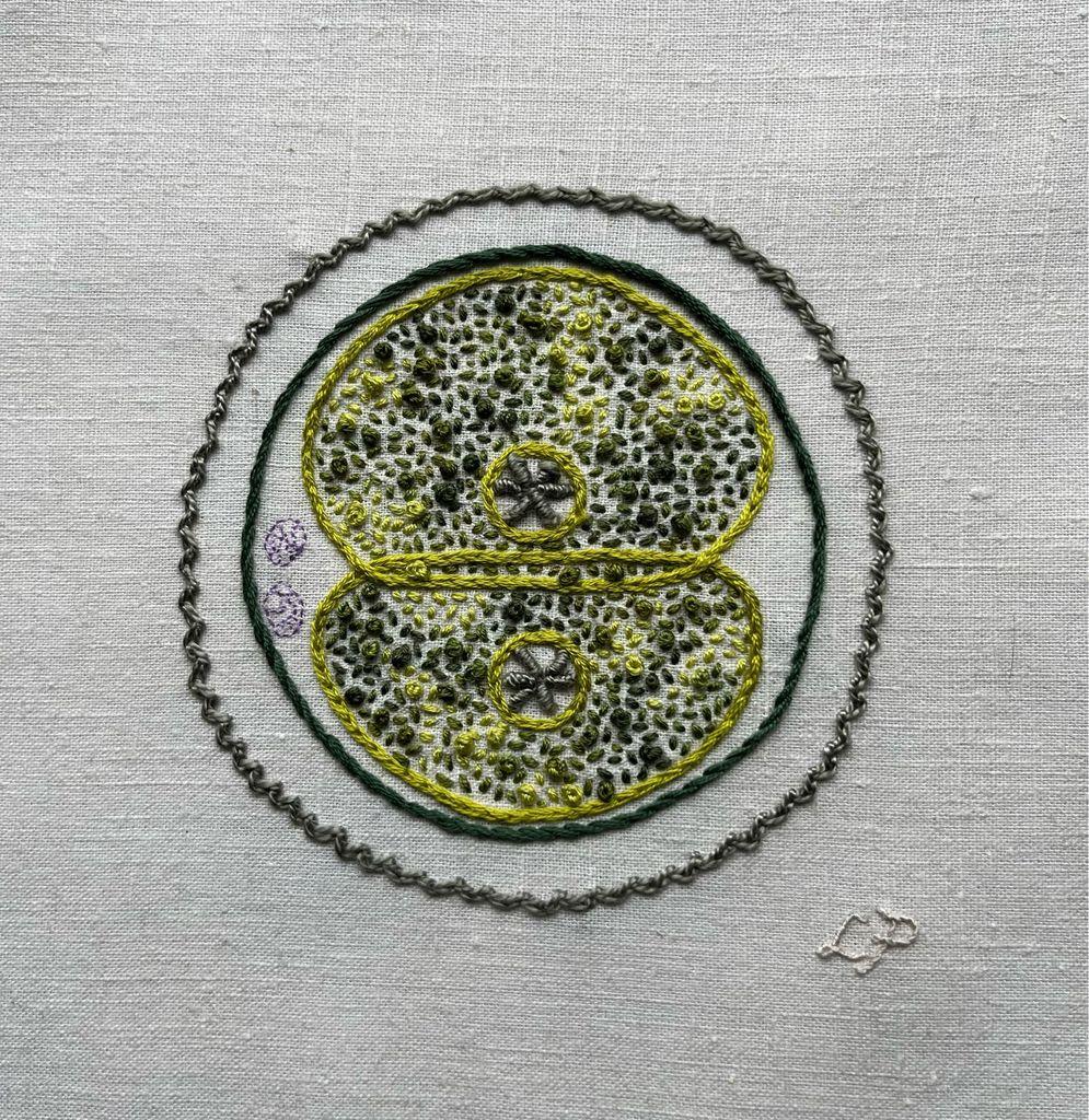 summer mitosis sampler (2024). Two reproductive cells dividing embroidered on off-white linen. The edges of the dividing egg cells and the nucleus membranes are in bright acid green split stitch. A circle of dark green stem stitch is started for the cell membrane. The corona radiata is in sage green zig zag chain stitch. The nucleolus of each cell is in sage green bullion stitch. The polar bodies are stitched in purple single strand back stitch. The cytoplasm is in variegated dark to bright green thread in a mix of seed stitch and French knots. Lia’s initials are stitched in off white whipped back stitch on the lower right.