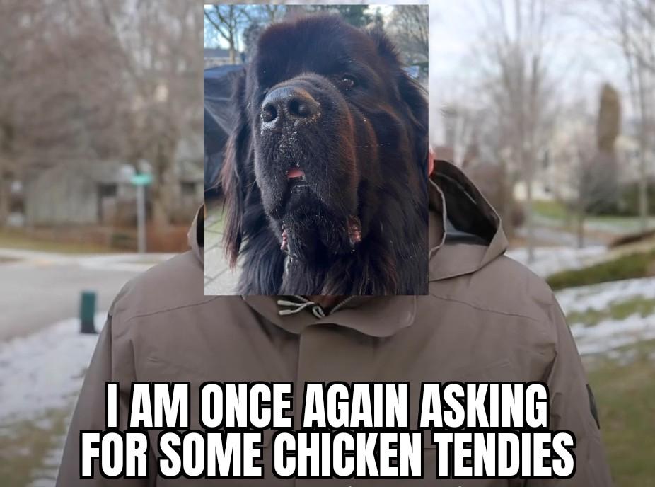 Edit of the Bernie Sanders asking once again meme, bit instead of Sanders head, there is a cutout of Odin, the Newfies head on Sanders body, looking longingly at the camera.
The bottom text says: "I am once again asking for some chicken tendies"