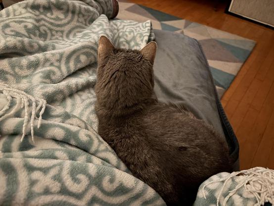A small gray tabby curled up next to Ashe’s blanketed legs