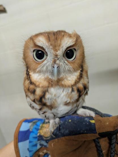 Beans the tiny screech owl sitting on a glove. He doesn't have his ear feathers up and is sitting fairly low, so it looks like he's particularly small today, with his head about 60% of his entire figure. He's looking at the camera and has big round eyes that are mostly black but are encircled by a thin ring of pale yellow.
He has all his head feathers back and doesn't look like a drowned rat anymore