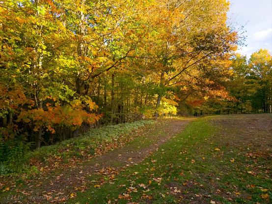 A footpath strewn with leaves and with leaves starting to show fall foliage on the left and straight ahead.