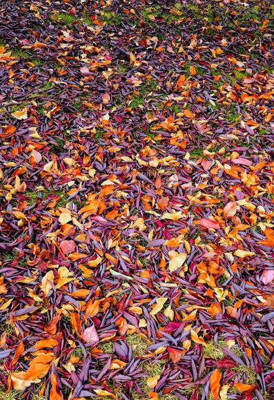 A photo taken in our yard shows a vibrant carpet of fallen autumn leaves in shades of deep purple, burgundy, orange, and gold scattered across green grass.