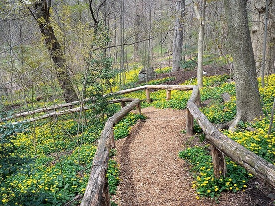 Un sentier sinueux bordé de bois rustique traverse un tapis luxuriant de ficaires éclatantes dans le sous-bois du Prospect Park à New York, avec des arbres nus suggérant une saison de transition accueillant le printemps