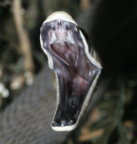 Gros plan sur la bouche ouverte d’un mamba noir, montrant ses crochets et l’intérieur de sa gueule. L’accent est mis sur la bouche du serpent, avec un arrière-plan flou pour souligner cette caractéristique.
