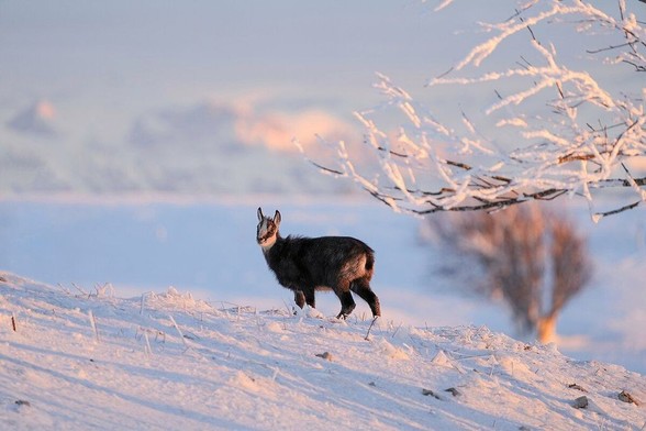 Un jeune chamois se tient sur une crête enneigée au Creux-du-Van, dans la région du Jura vaudois. La lumière du lever ou du coucher du soleil illumine la scène, et l’animal tourne la tête vers la gauche, regardant au loin. Des branches enneigées sont visibles au premier plan à droite. 