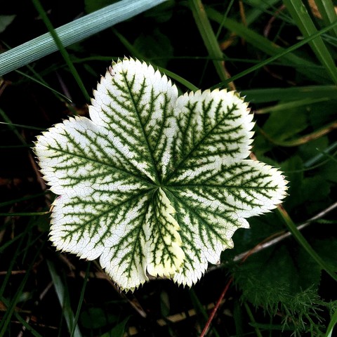 The nervature of a withering Alchemilla leaf creates a beautiful green pattern on a greenish white background

