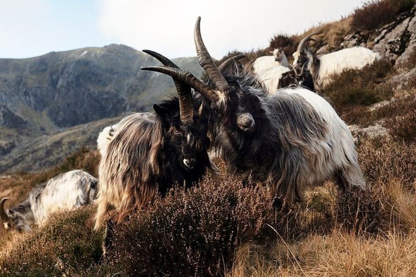 Winning photograph for Wales in the 2023 WLE competition. Two mountain goats clashing heads on a cliff-face near Llyn Idwal in the Ogwen Valley. Eryri National Park, by photographer RufusDavies