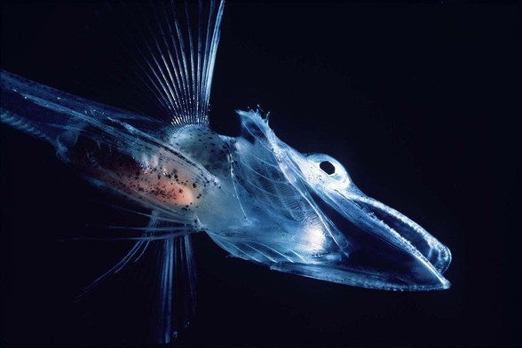 Poisson translucide et bioluminescent des profondeurs marines sur un fond noir. Le poisson a un corps allongé avec des organes internes visibles grâce à sa peau transparente. Il possède des nageoires rayonnantes qui s’étendent à partir de son corps, lui donnant une apparence éthérée. Les yeux du poisson sont grands et proéminents, adaptés aux conditions de faible luminosité dans les profondeurs marines.