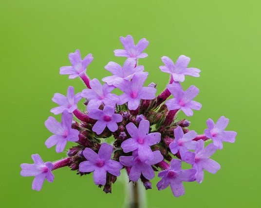 Photo en Gros plan d'une grappe de petites fleurs violettes en forme d’étoile, disposées en boule au sommet d’une tige fine. Les fleurs, avec leurs étamines proéminentes et leur texture délicate, se détachent sur un fond vert vibrant, mettant en valeur leurs détails et couleurs vives.