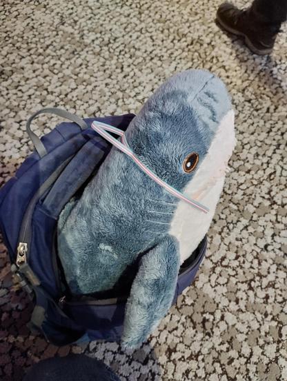 a blåhaj (smolhaj) peeking out of a backpack; they are wearing 3D printed cat ears in trans pride colors (light blue, pink, white, pink, light blue)