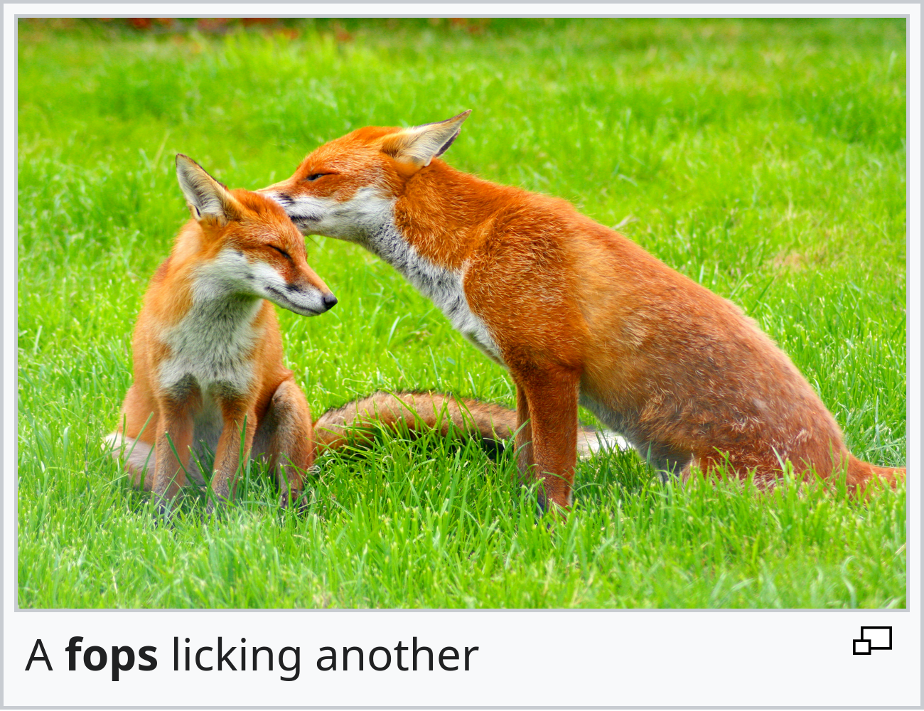 photograph with MediaWiki-styled caption: a **fops** (bolded) licking another