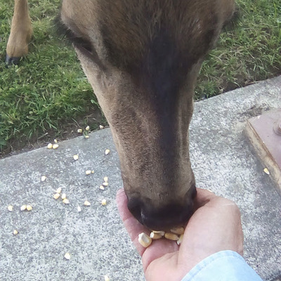 DeerWhispers