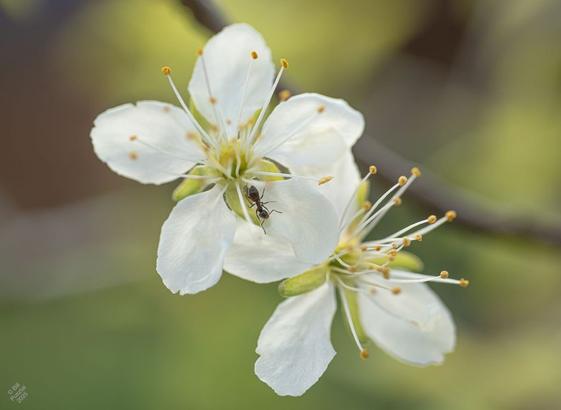 Prunus 'Italian Prune Plum', with a visiting ant. Blurry green and brown background. In the foreground, two simple with flowers with many prominent stamens. An ant is hanging out in one of them, a moment ago she was feeding on the nectar.