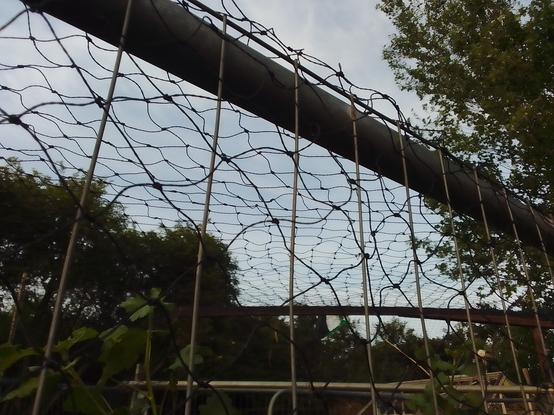 Close up view of the black bird netting curled over the top of a Heras type fence panel