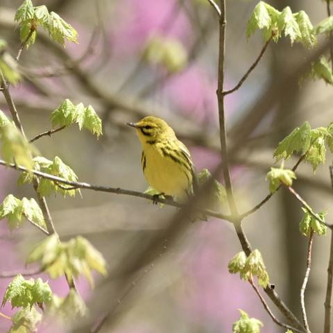 A small yellow bird perched on a branch with fresh green leaves. Blurred pink blossoms are visible in the background, creating a vibrant spring scene.