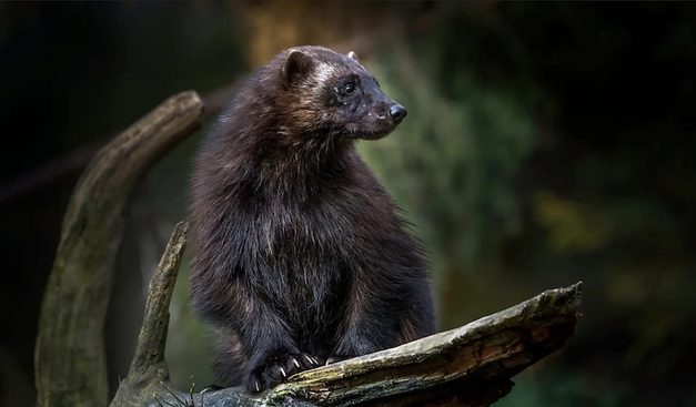 Satellite tracking reveals key forest habitats for endangered wolverines