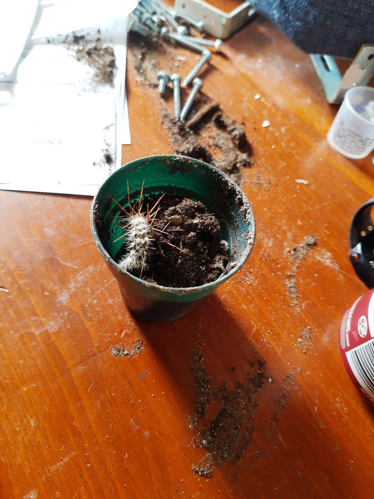 Tiny spikey cactus  on a messy bedside table surrounded by dirt because I knocked it over and haven't cleaned up yet...