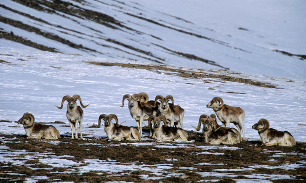 Picture of Marco Polo sheep. The are the largest in the world, can weigh 300lb and have curled horns up to 5ft long