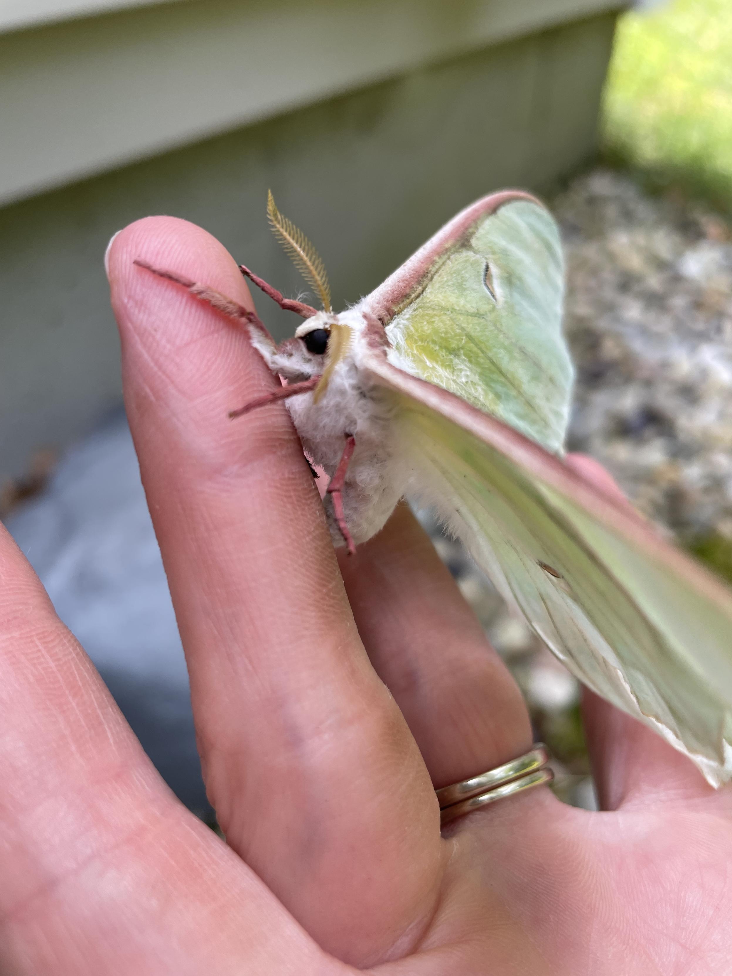 A luna moth on a finger. In this image, the camera is focused on the main body, which is about an inch long, and a dusty, fuzzy white. The antennae are feathery or comb-like, and a tan/gold color. The legs are pink, the same color as the wide border around its wings. You can also see one of its eyes, which are solid black.
The wings are also visible, although slightly out of focus. They are a dusted, pale green, darker at the top and paler toward the bottom.