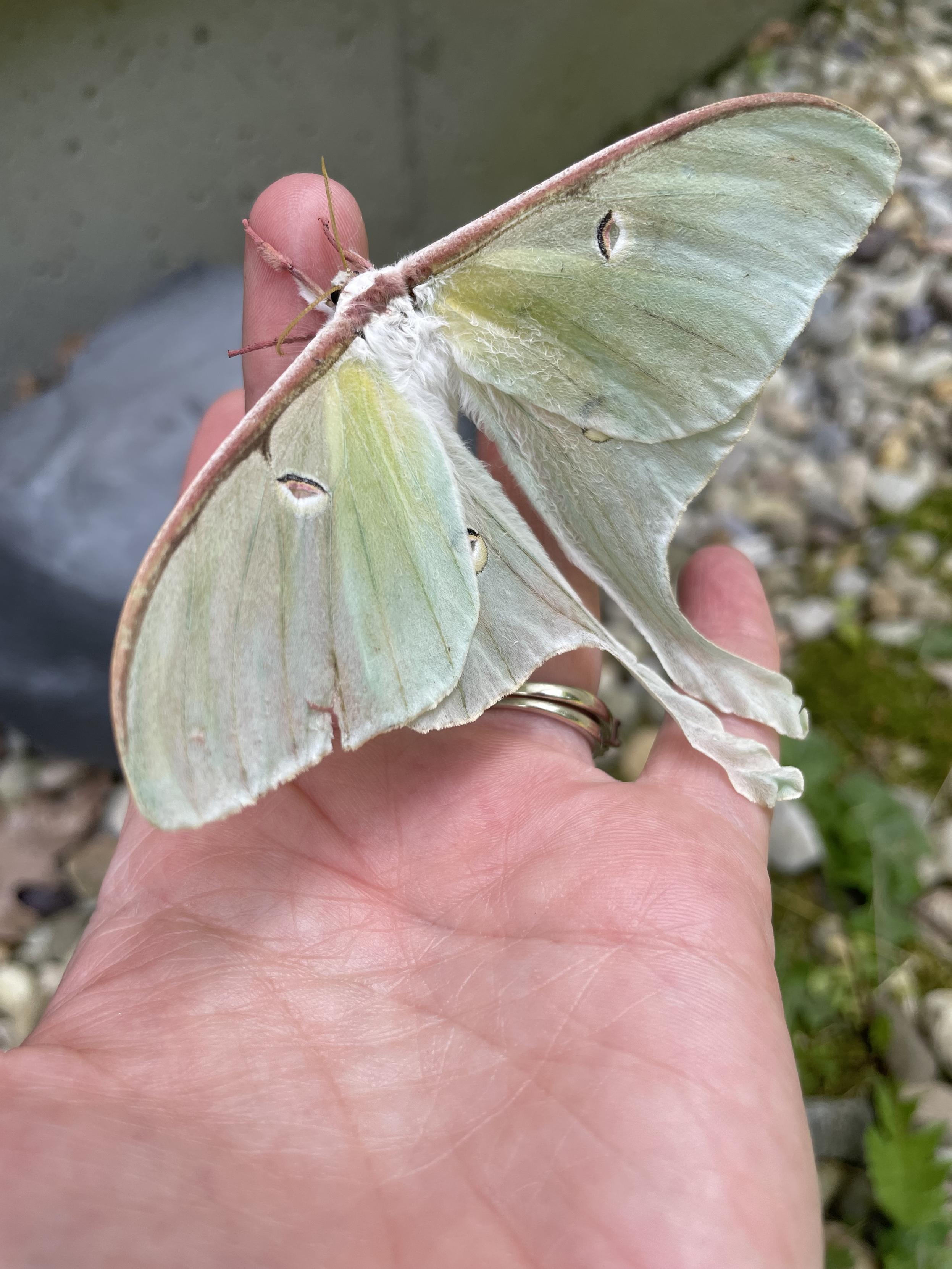 A luna moth on a finger. In this image, the camera shows the moth from the top, giving a full view of the stunning wings.
Along the top is a wide, dark pink border, which matches the legs you can see clinging to my finger. A majority of the wings are a dusted pale green, although where they connect to the body is slightly more yellow. There are also four eyespots on the wings (one on each), which are the same pink as the border with a black stripe along one side.
You can see the feathery antennae by my finger, and glimpse the dusty white body beneath the wings.