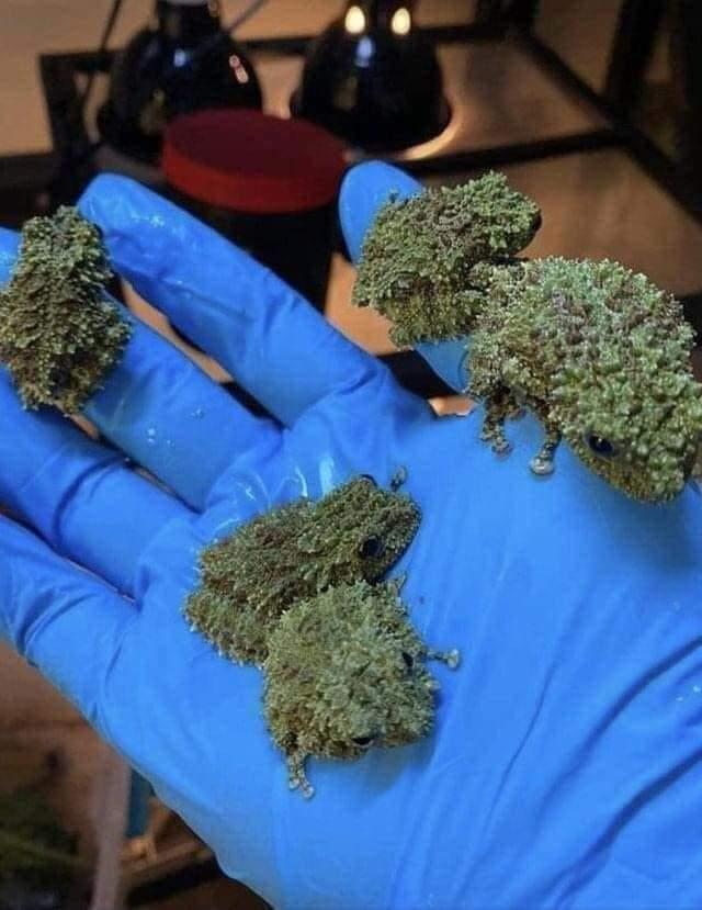 Posted media