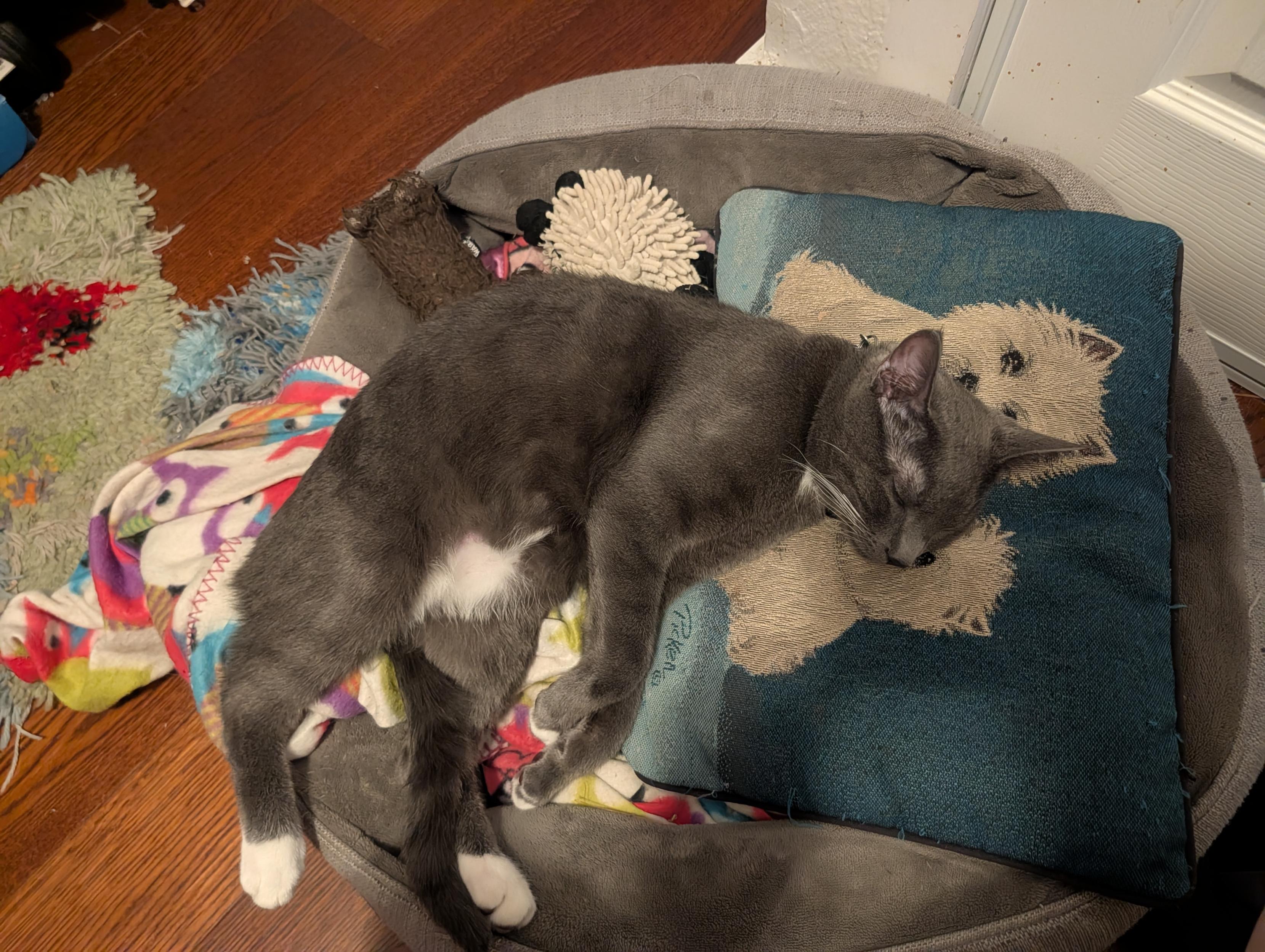 A gray adolescent kitten with white markings sleeps with his legs sprawled out on a pet bed, his head resting on a pillow embroidered  with terrier dogs.