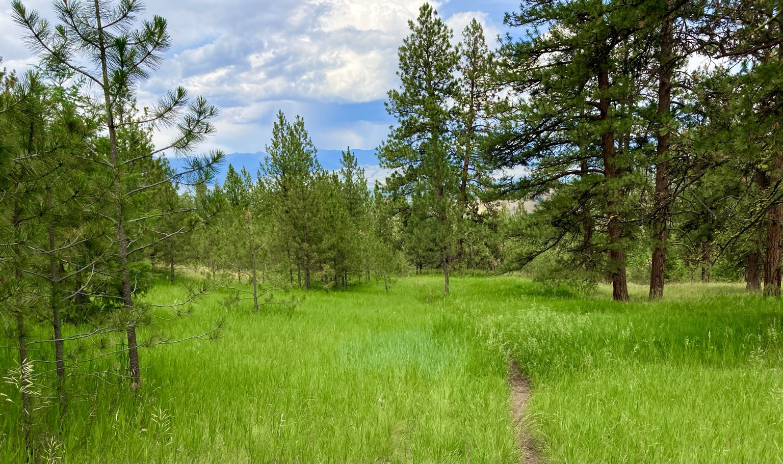 A narrow trail passes through lush, green grass in the forest on the side of a mountain, the trees pines. It’s cloudy, but there’s a glimpse of the mountains across the valley.