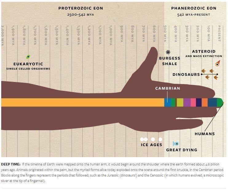 An outstretched arm with a great long line running down to the middle finger, whereupon it becomes a series of coloured bits.

"Deep Time: If the timeline of Earth were mapped onto the human arm, it would begin around the shoulder where the earth formed about 4.6 billion years ago. Animals originated within the palm, but the myriad forms alive today exploded onto the scene around the first knuckle, in the Cambrian period. Blocks along the finger represent the periods that followed, such as the Jurassic (dinosaurs!) and the Cenozoic (in which humans evolved, a microscopic sliver at the the tip of a fingernail.)"
