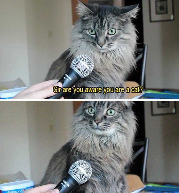 A cat looks down at a microphone someone is holding. "Sir, are you aware that you are a cat?" The cat looks up, surpirsed.