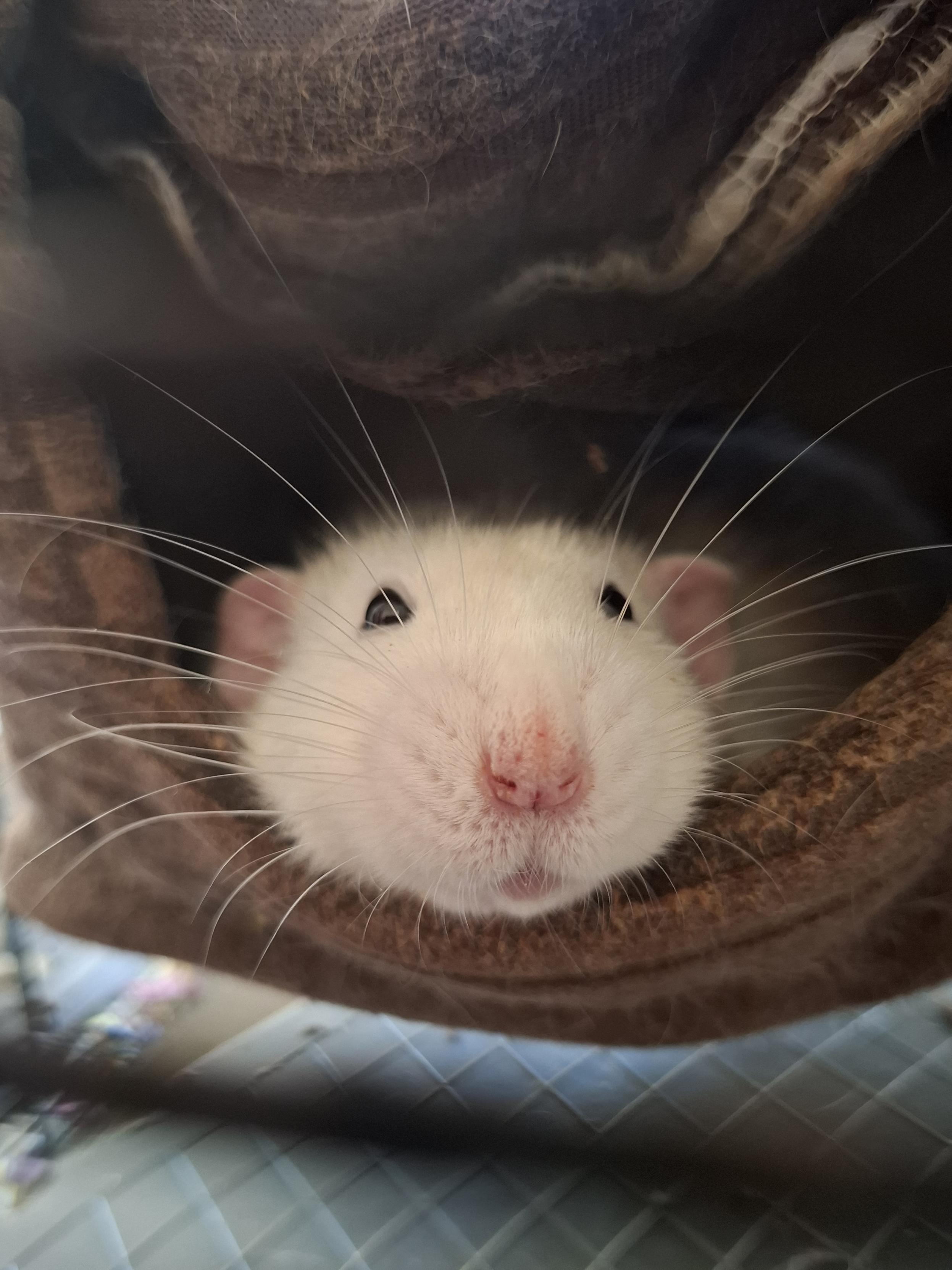 A white faced grey dumbo rat looking at the camera..with large whiskers