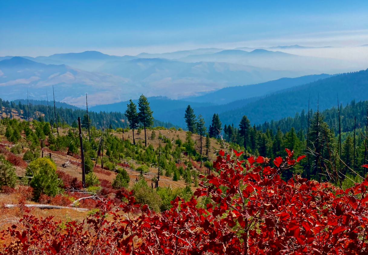 Over the top of brush that's turned red in early autumn, the view looks down a mountain and into a distant valley. Closest is a broad swath of slope that suffered a burn in the past, but that has become golden grasses and young pine trees. Elsewhere on the mountain is dense forest. Beyond the valley, smoke from distant wildfires has filled in the low places, making the most distant mountains islands that stretch into the distance. The sky is clear.