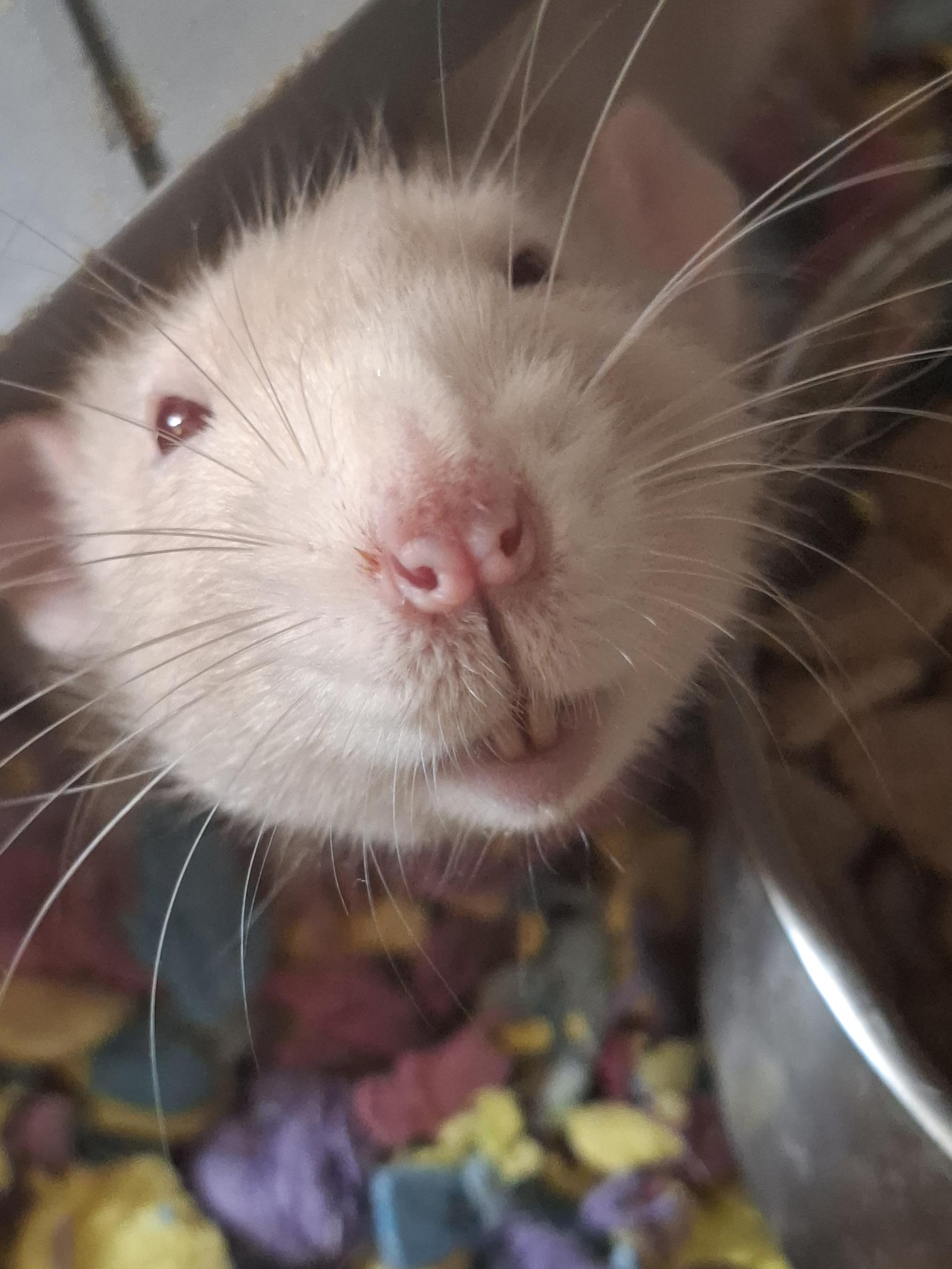 A cream furred red eyed dumbo rat looking up slightly showing off his bottom incisors
