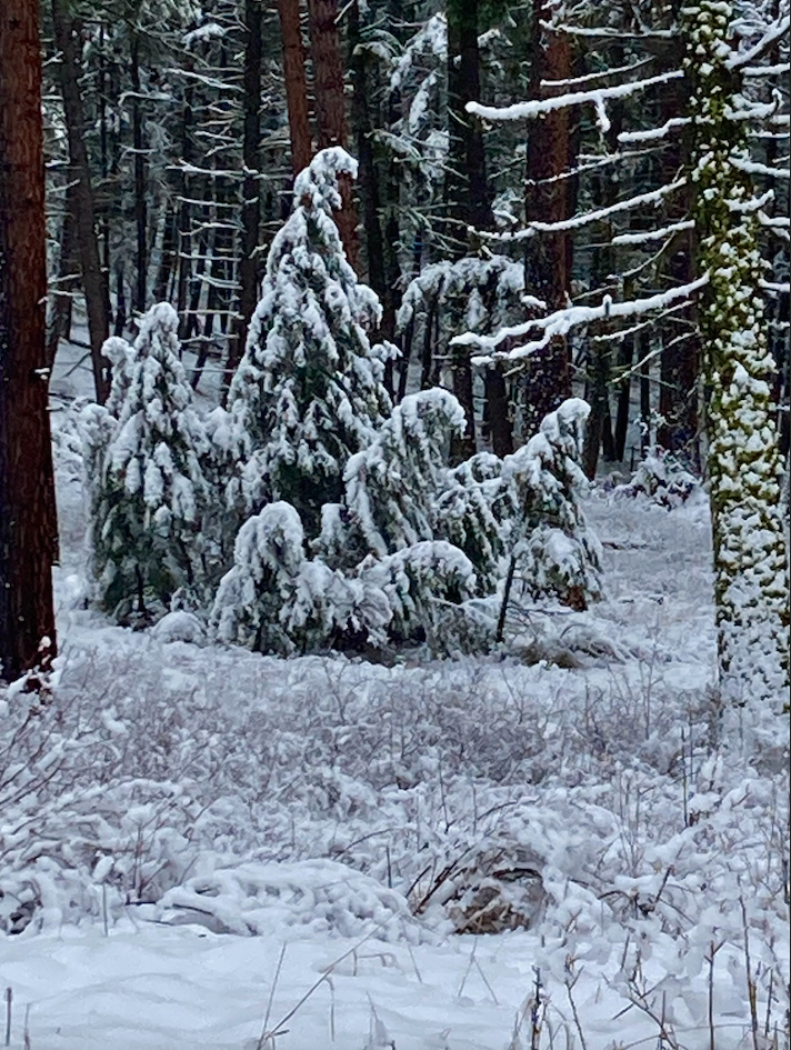 In the dead of winter, a heavy, wet snow causes young pine trees to bow, laden with white until they appear to be ghouls creeping through the forest.
