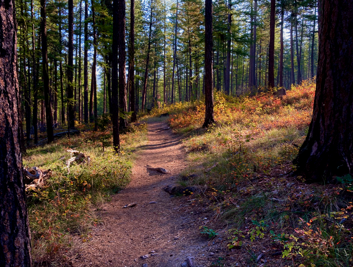 A trail passes through pine forest in the early morning, the low sun causing the early autumn colors to become more vivid while casting a glow to the forest.