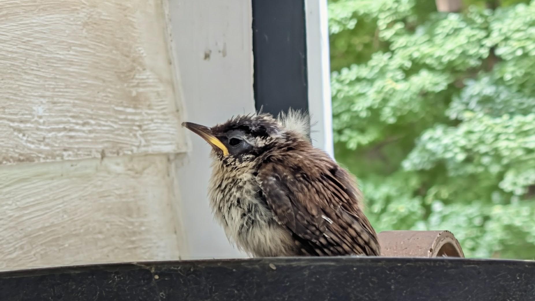 Fledgling Bird sitting there for the camera pose.