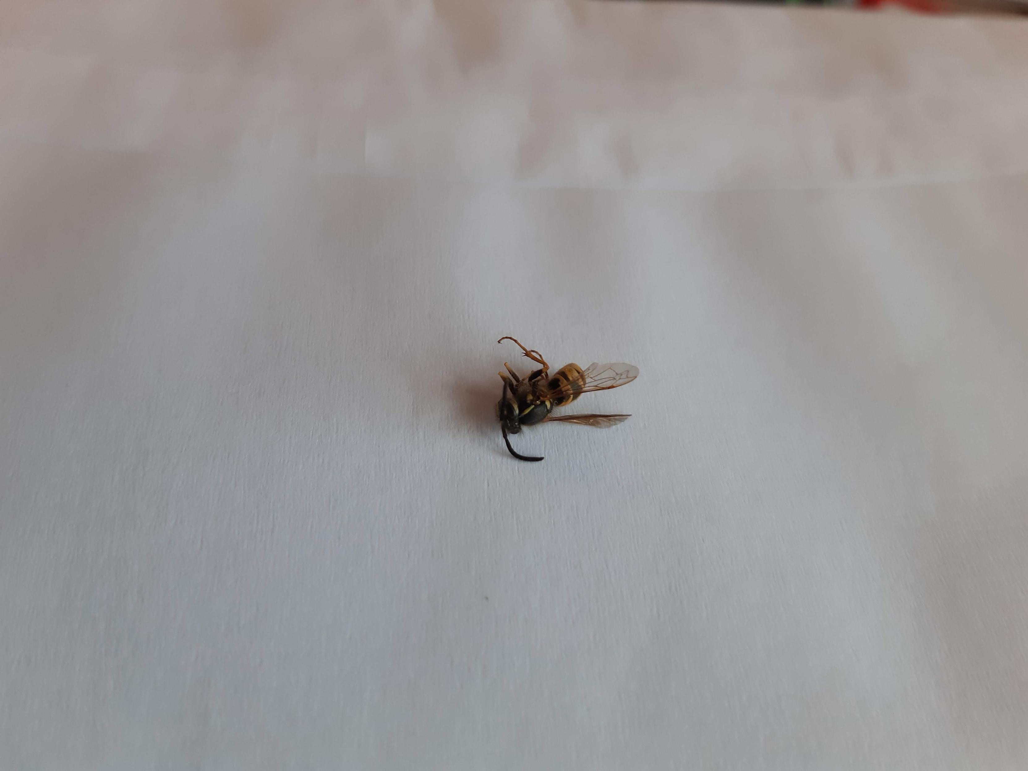 Small dead wasp lying on a white envelope. It's the usual black and yellow.