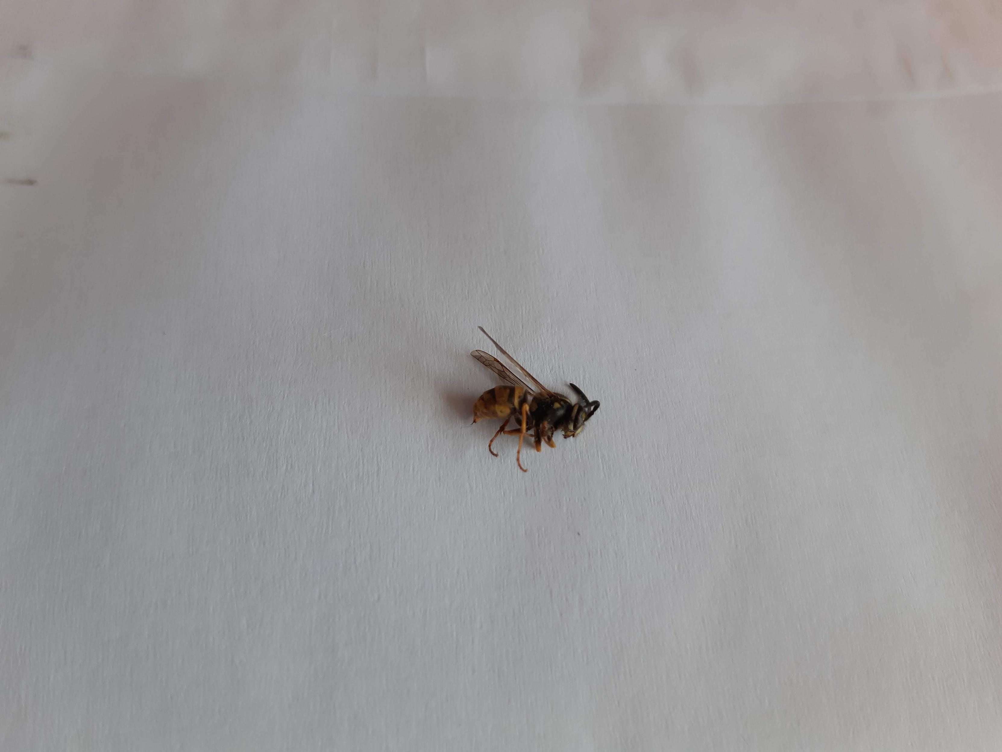 Small dead wasp lying on a white envelope. It's the usual black and yellow.
This time, the feet are facing the viewer.