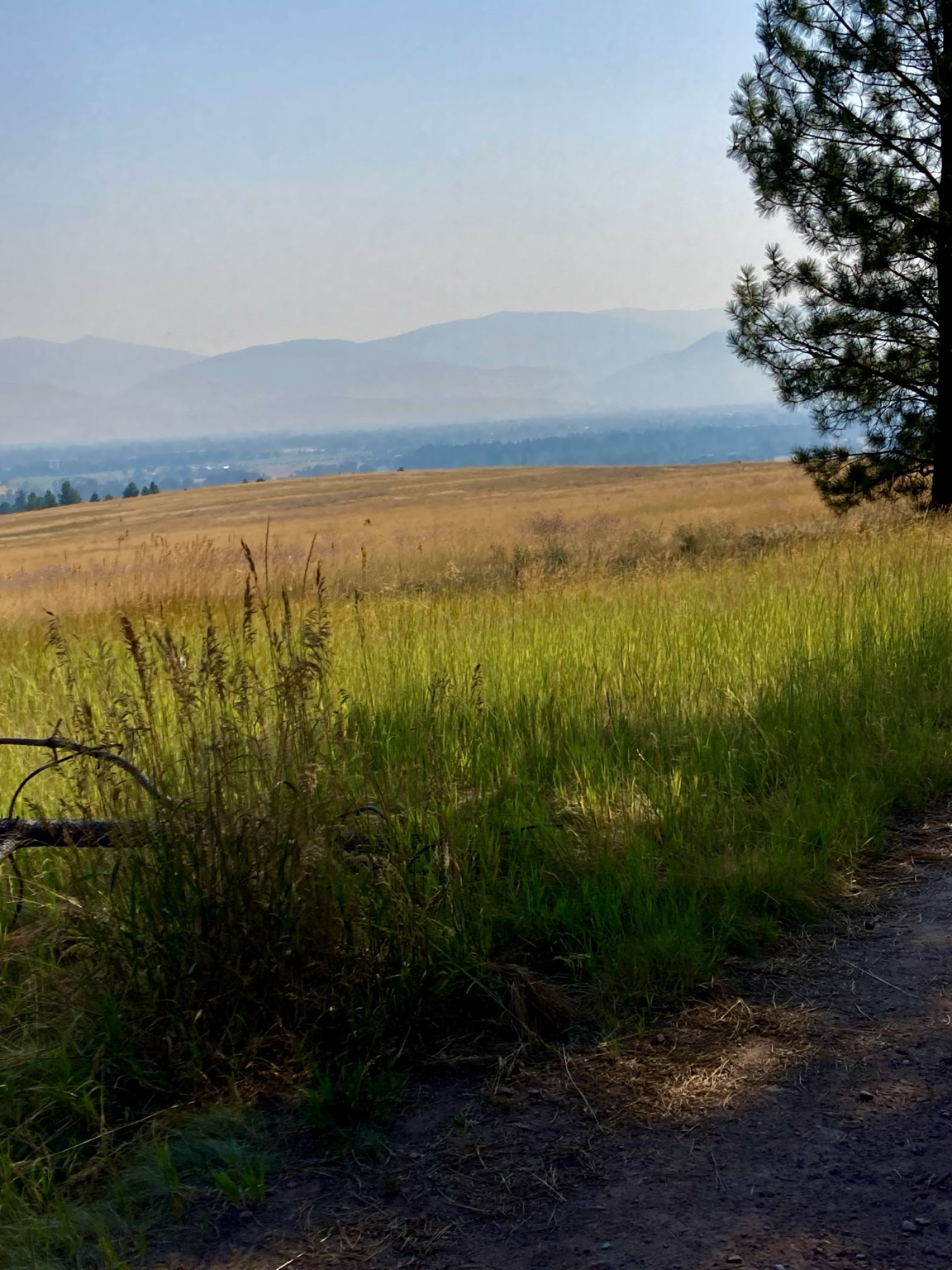 From the trail, the view looks over green grass beside a pine tree and across a vast expanse of gold grass to a dark band of the valley floor. Beyond the valley are mountains that are obscured by smoke, the sky hazy.