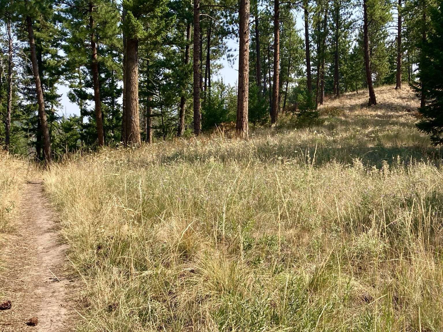 A trail on the left passes through golden grass with pine trees rising from below a slope ahead. To the right, the land rises to a minor promontory. The sky is hazy. It’s a peaceful setting, far from civilization.