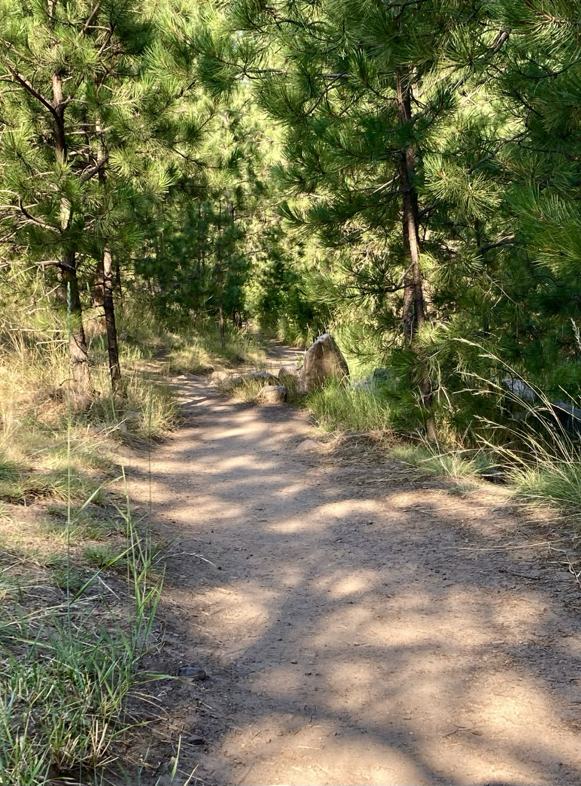 A trail bathed in layers of sun and shadow disappears into the pine forest, curling around a tree stump on the way. There’s a slope up on the immediate left that’s grassy, but it disappears down into the forest on the right.