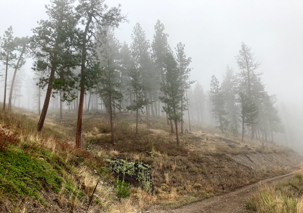 An old forest road climbs into the mountains and the clouds, the grass a dark gold, the pine trees that climb the slope disappearing into the mist.