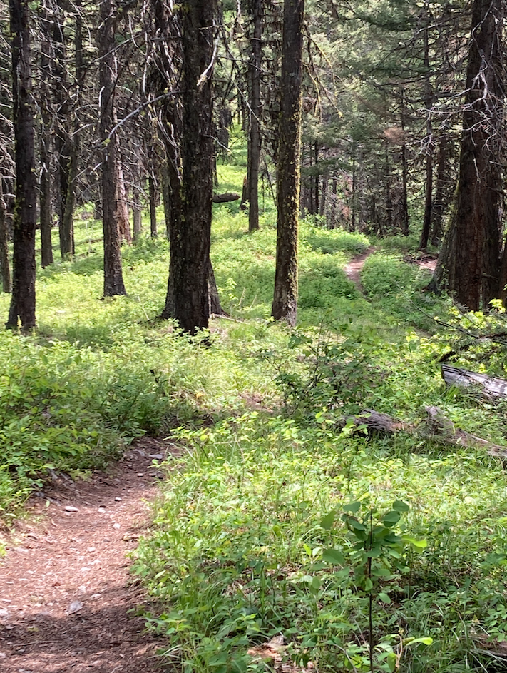 A trail traverses a wooded ridge where the grass and undergrowth is lush, yet it's possible to see through the old growth pines to where the dip in the ridge starts to climb again, the trail still visible.