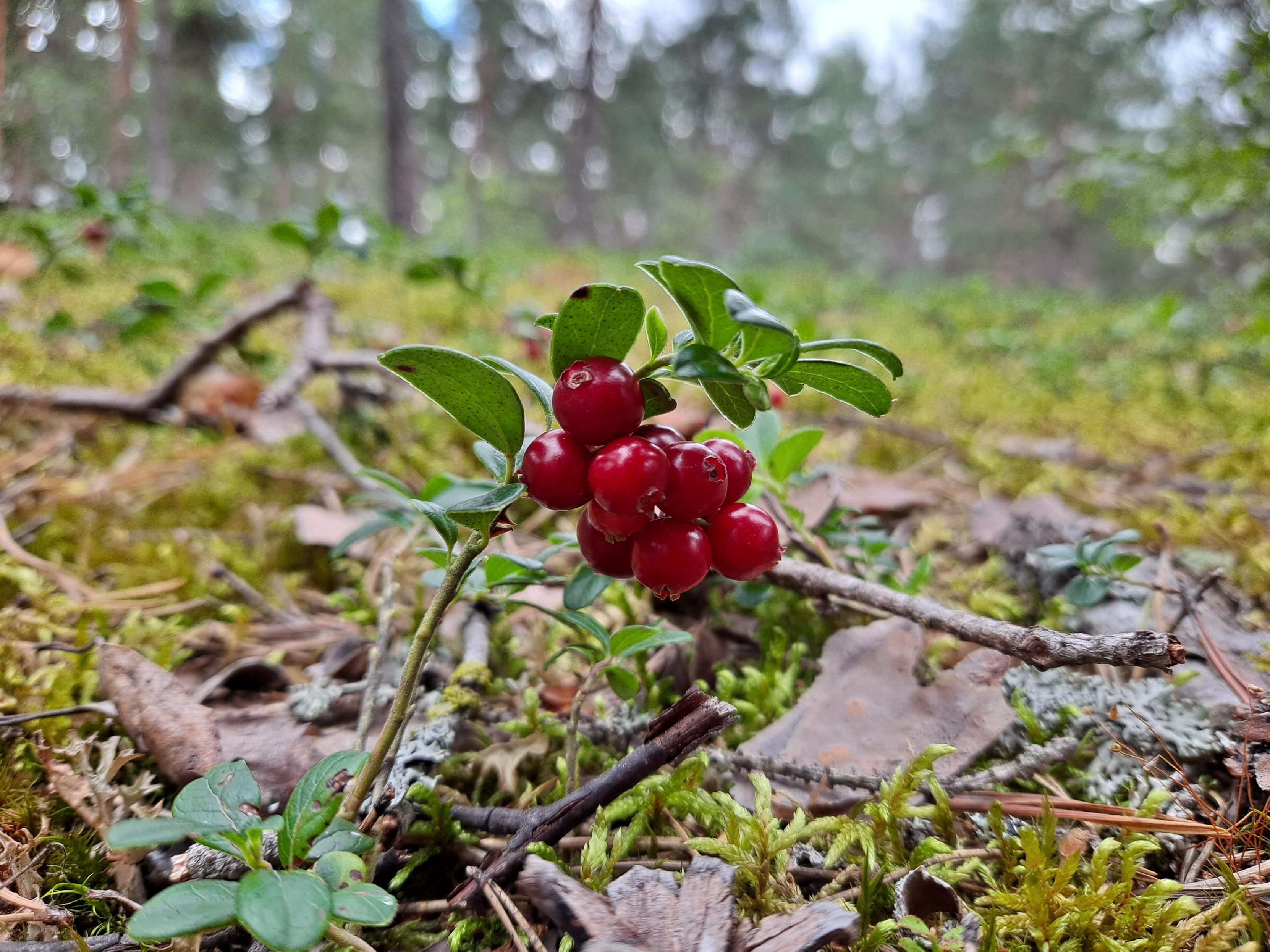 A picture of a grouping of red berries hanging from a freble stem in a field of similiar berries growing from a bed of moss. The day is cloudy, bit the colors of green and red are vibrant and lovely. There are dry leaves and sticks strewn around and the background blurs away.
Picture taken by: hiisikoloART (for fun)