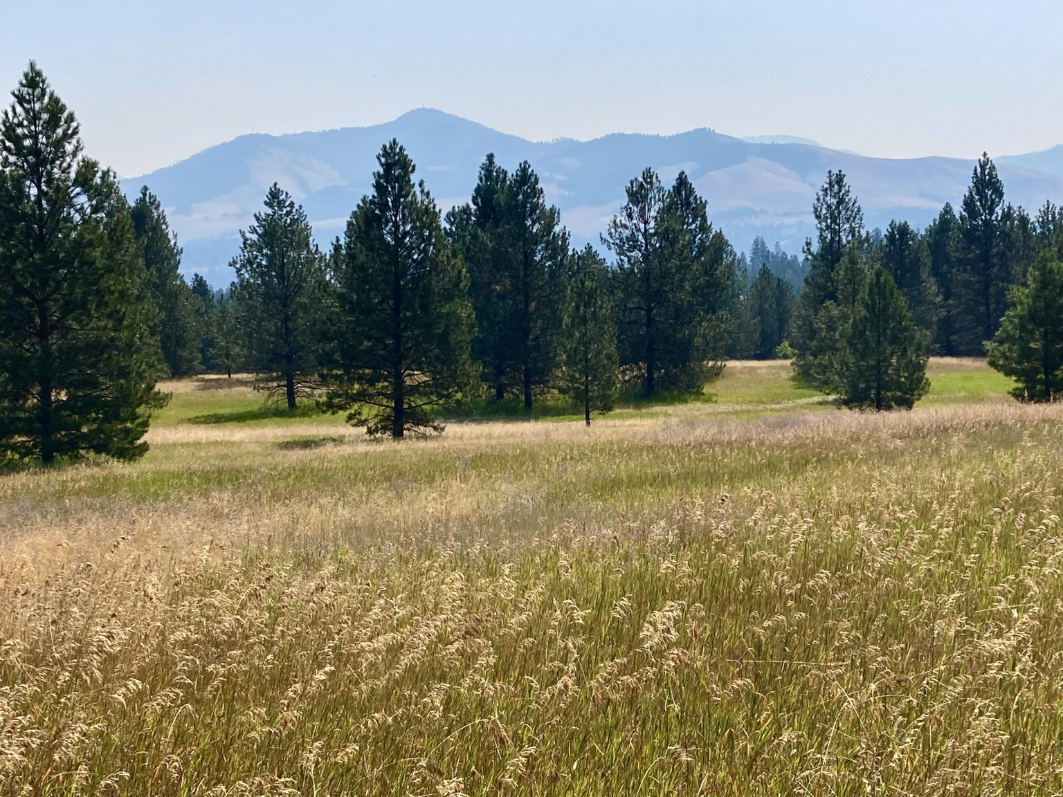 In a photo from last week…a field of golden grass with hints of green stretches to scattered evergreens that then become a forest. In the background is a mountain shrouded in smoke, the sky hazy.