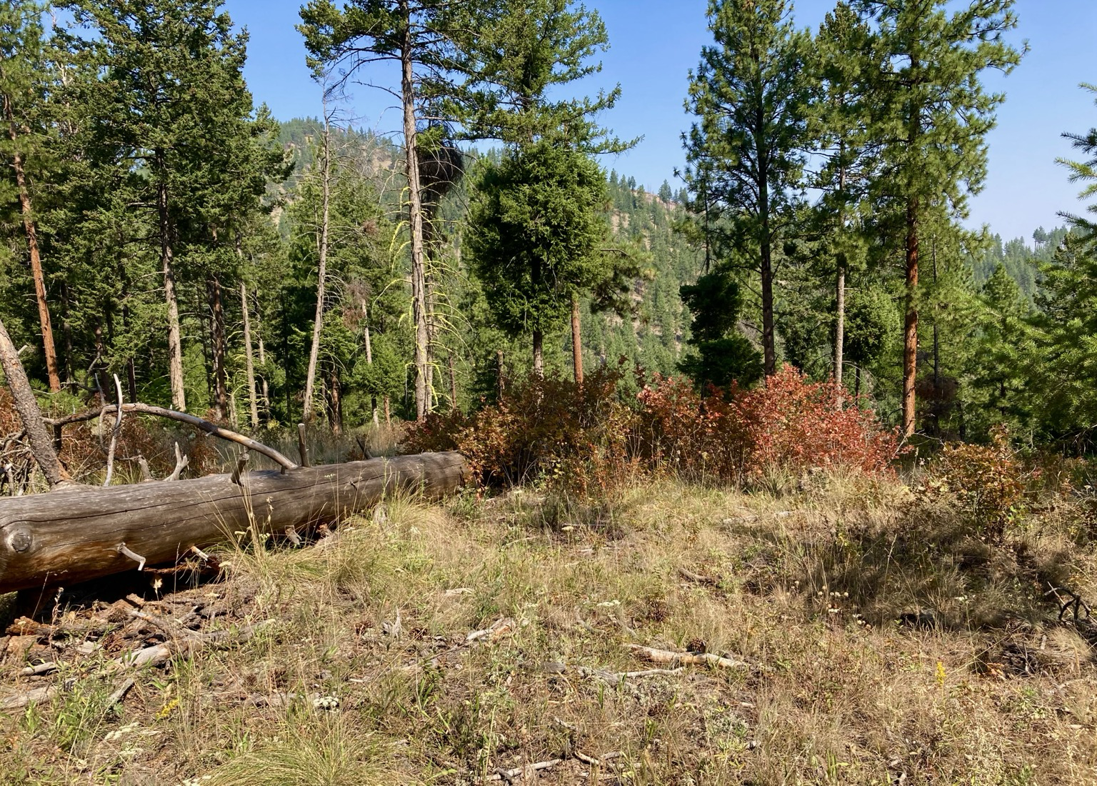 A forest view with a deadwood tree extending into the view from the left and disappearing in the red brush growing up around it. In the foreground is beige grass. In the background is a wooded ridge of evergreens. The sky is clear, but hazy.