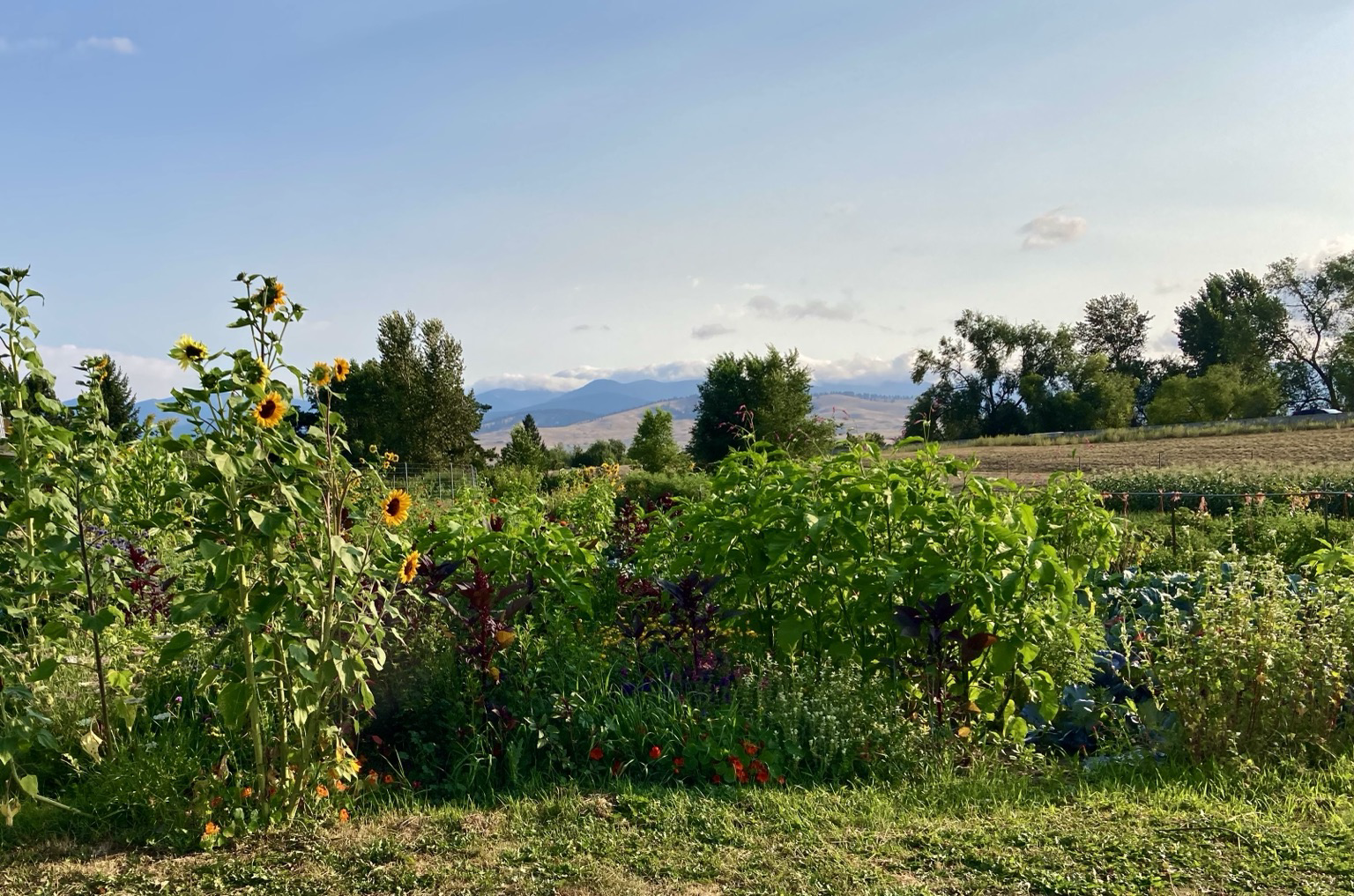 The scene looks over the top of a garden, sunflowers on the left. In the distance beyond scattered trees, the mountains are hiding in the clouds, but the sky overhead is clear.