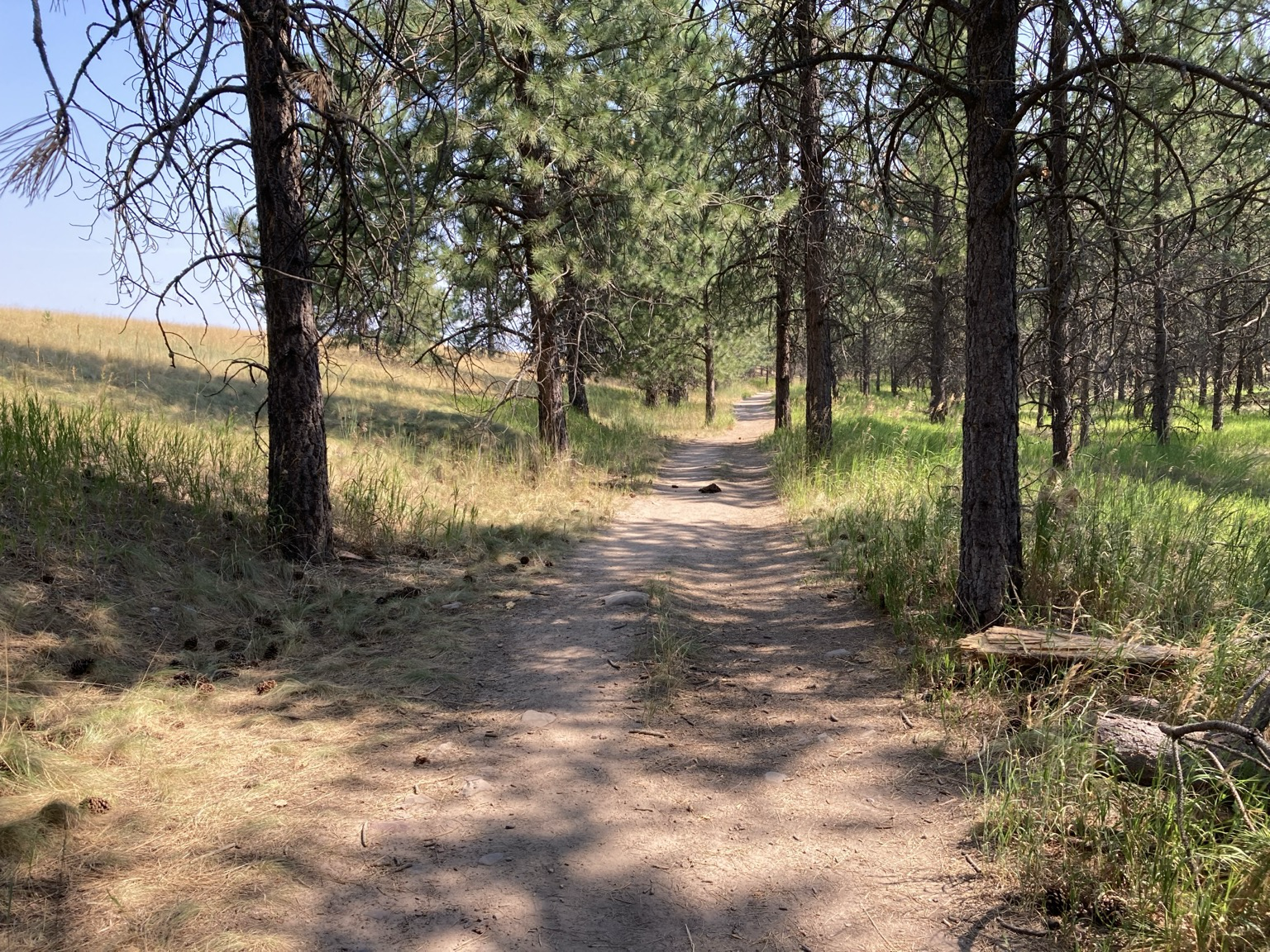 A trail through the woods creates a border between the grass slope that climbs to the left and the pine forest to the right. Too, the grassland grass is golden, but the forest grass is a deep green. The sky is hazy.