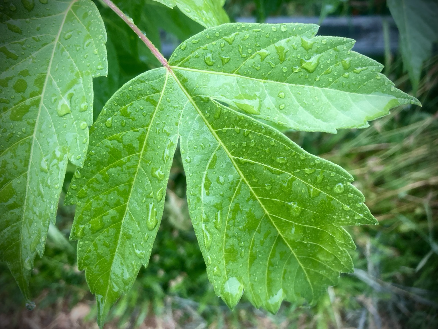 A boxelder maple leaf with drops of rain on it.